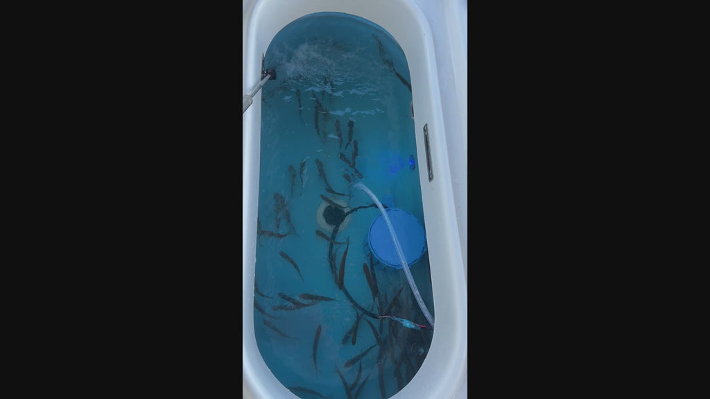 BaitWell Buddy System