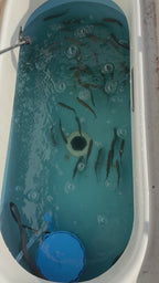 BaitWell Buddy System