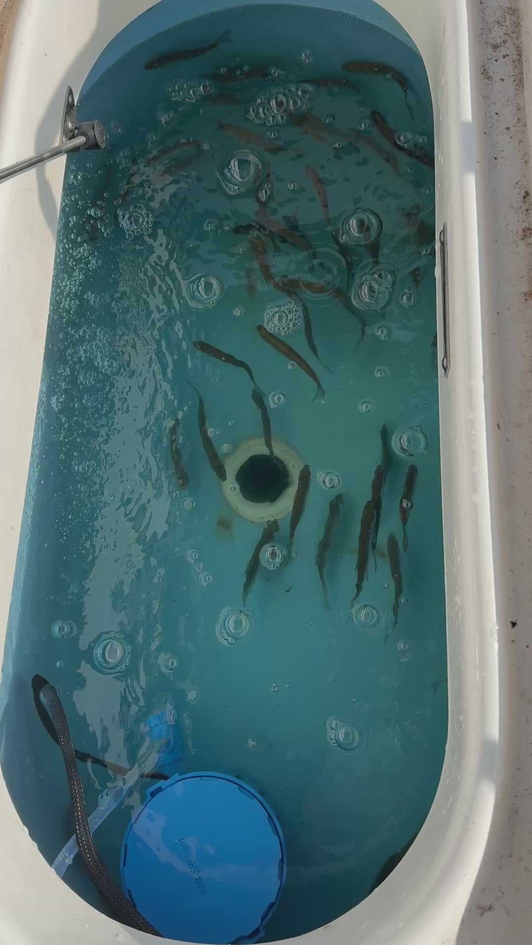 BaitWell Buddy System